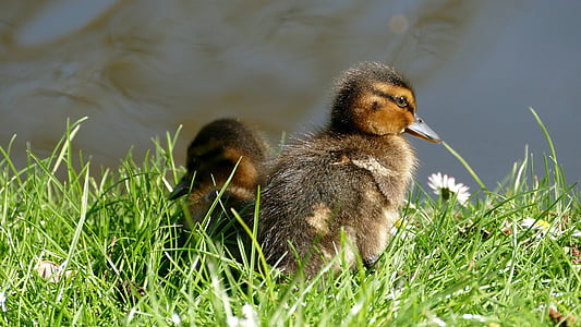 ducklings, chicks, ducks, animal children, wild bird, cute, nature