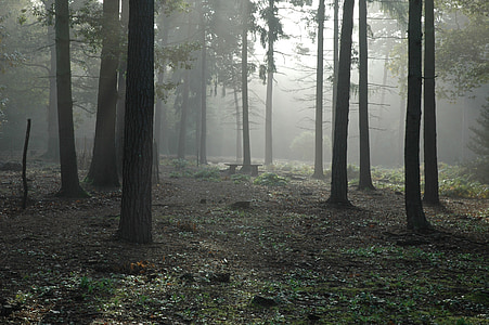 skogen, Woods, träd, dimmigt, dimma, lövverk, dimma