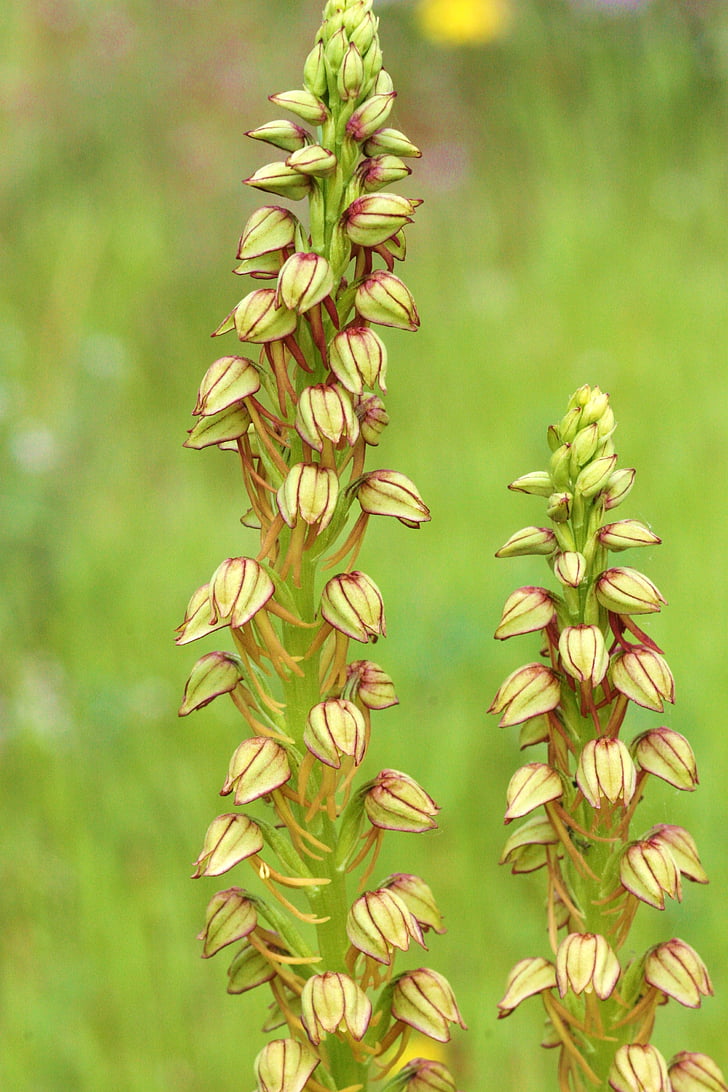 aceras antropophorum, orchid, field