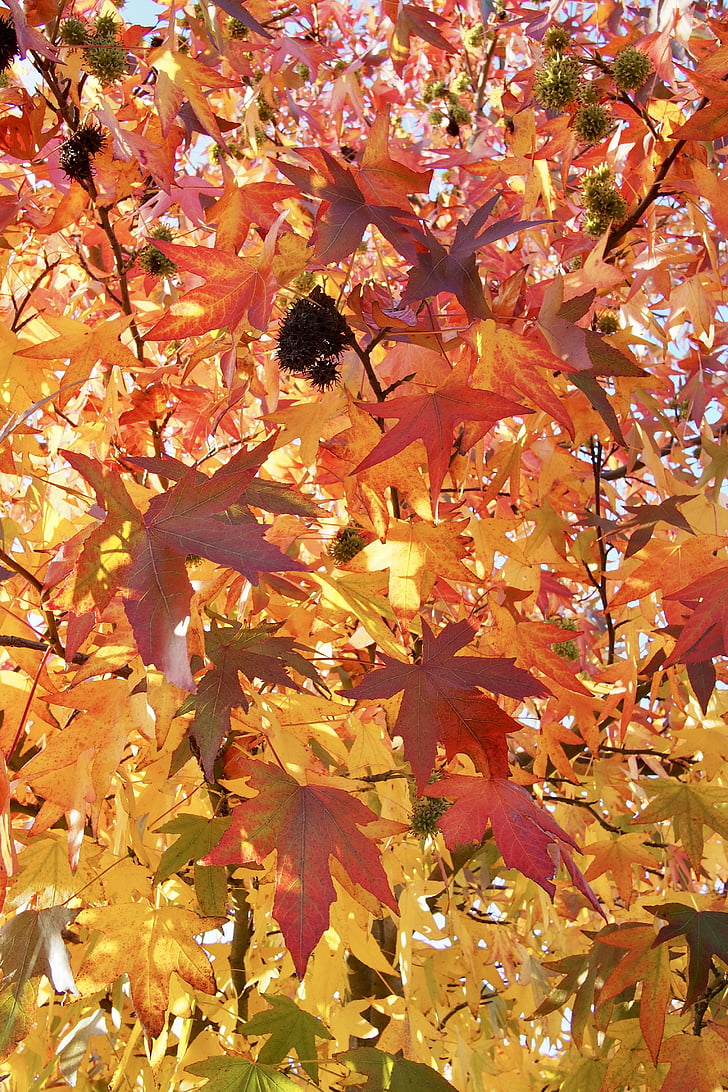 葉, 秋, o, 秋の紅葉, 秋, リーフ, 自然