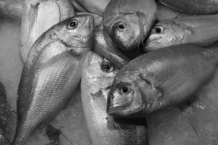 cá, Hải sản, thực phẩm
