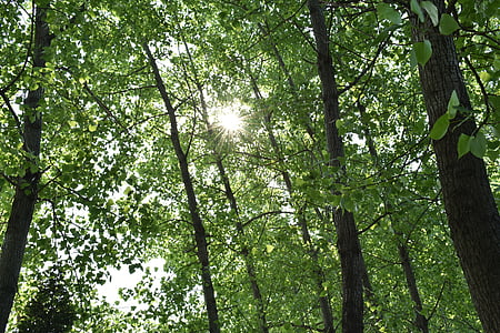 verde, sombra, as folhas, Greenwood, a paisagem