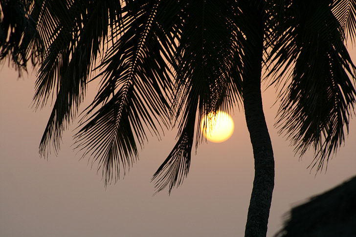 naplemente, Palm, Guinea, Afrika