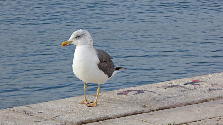 Racek, pták, Portugalsko