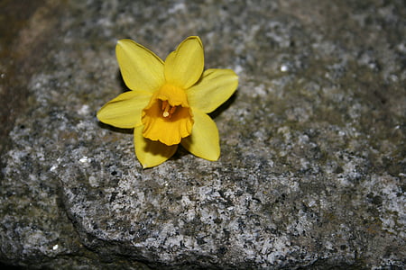 Narcizas, klestėjo, geltona, gėlė, augalų, pavasarį, žydėti