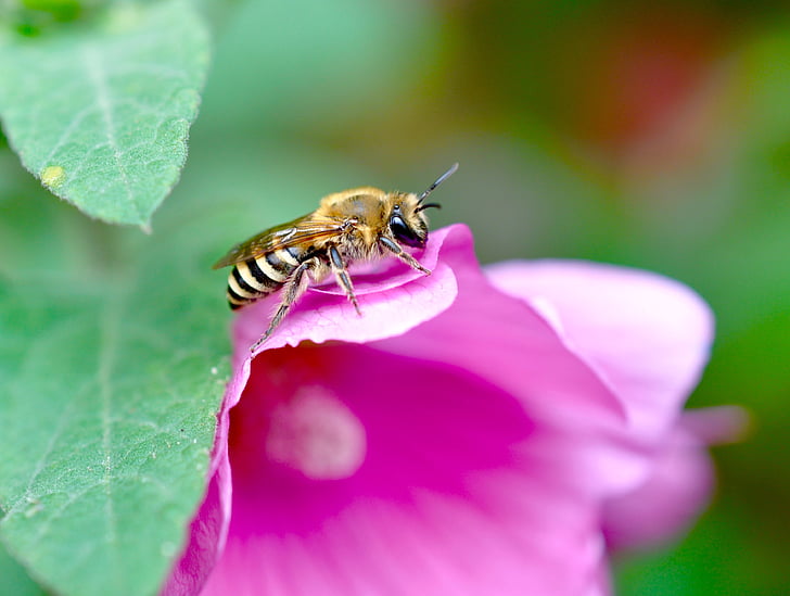 insectă, natura, apicultura, miere de albine, albine, floare, polenizare
