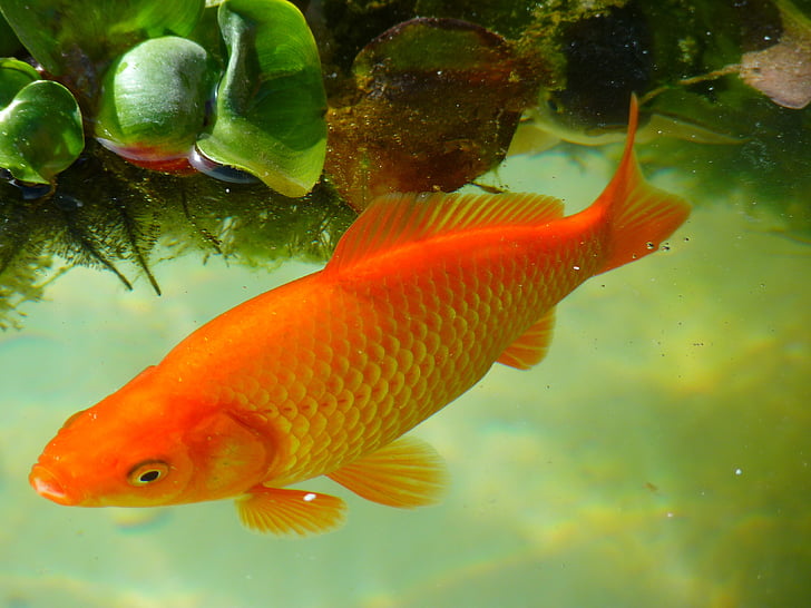 goldfish, fish, swim, wet, freshwater fish, water, underwater