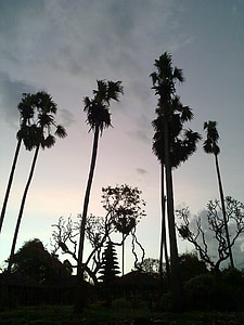 palmiers, Bali, plage de Saba, silhouette, Temple