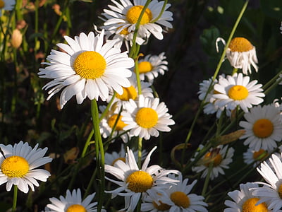 nyári, virágok, fű, Kamilla, Daisy, fehér virág, nyári virágok