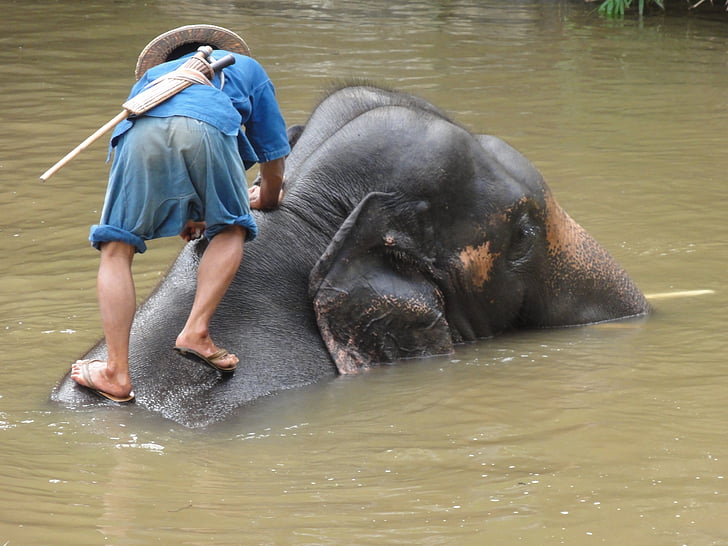 slon, zlý, Thajsko, Lampang
