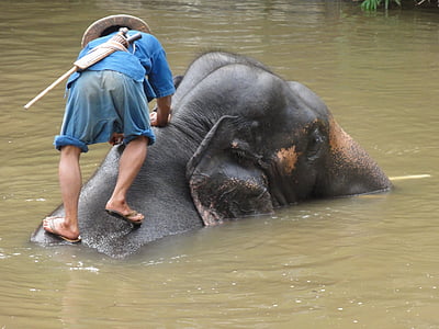 elefante, mau, Tailândia, Lampang