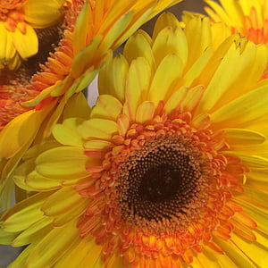 gira-sol, flor, groc, flors d'estiu, natura, planta, pètal