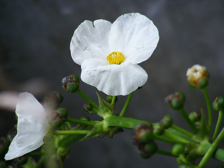 flor, blanc, planta d'aigua