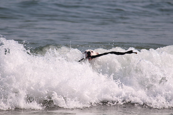 dog, sea, wave, batons, cape town, south africa, surf