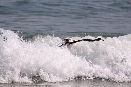 Hund, Meer, Welle, Schlagstöcke, Kapstadt, Südafrika, Surf