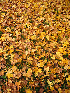 Herbst, Herbstlaub, Goldener Herbst, Blätter, Blätter im Herbst, Blatt, bunte