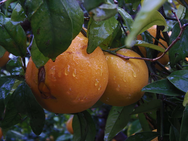 Naranjo, oranžna, sadje, dež, polje, ljubko, hrane