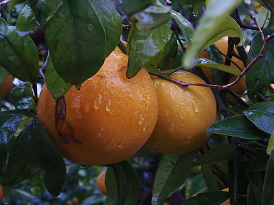 Naranjo, oranssi, hedelmät, sadetta, kenttä, Makea, Ruoka