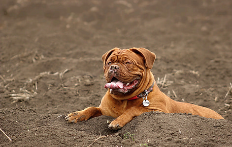 σκύλος, μεγάλο, Ντογκ ντε Μπορντώ, σκύλος ντε Μπορντώ, Γαλλικά μαντρόσκυλο, moloss