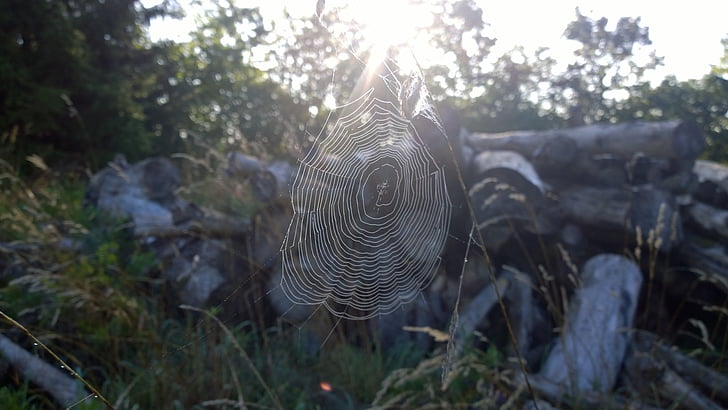 spider, web, sun, nature, spider Web