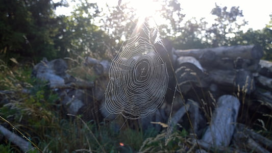 pók, Web, nap, természet, pók hálójában