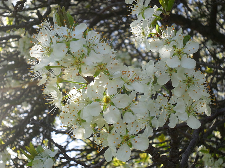 čerešňový kvet, čerešňa, kvety, jar, Sunshine, Sunbeam, Zavrieť