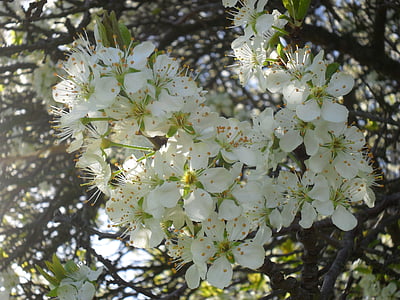 桜の花, チェリー, 花, 春, 太陽の光, サンビーム, 閉じる