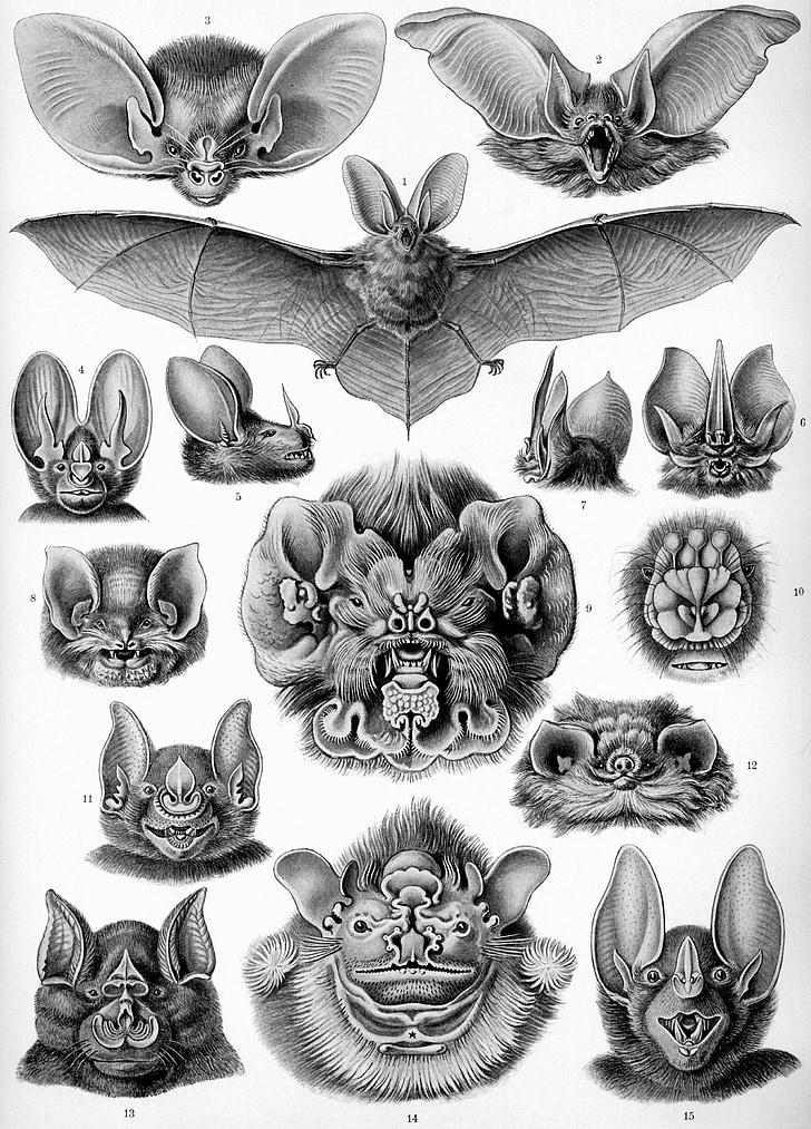летюча миша, Кажани, haeckel chiroptera, Ссавці, microchiroptera, чорно-біла, античні