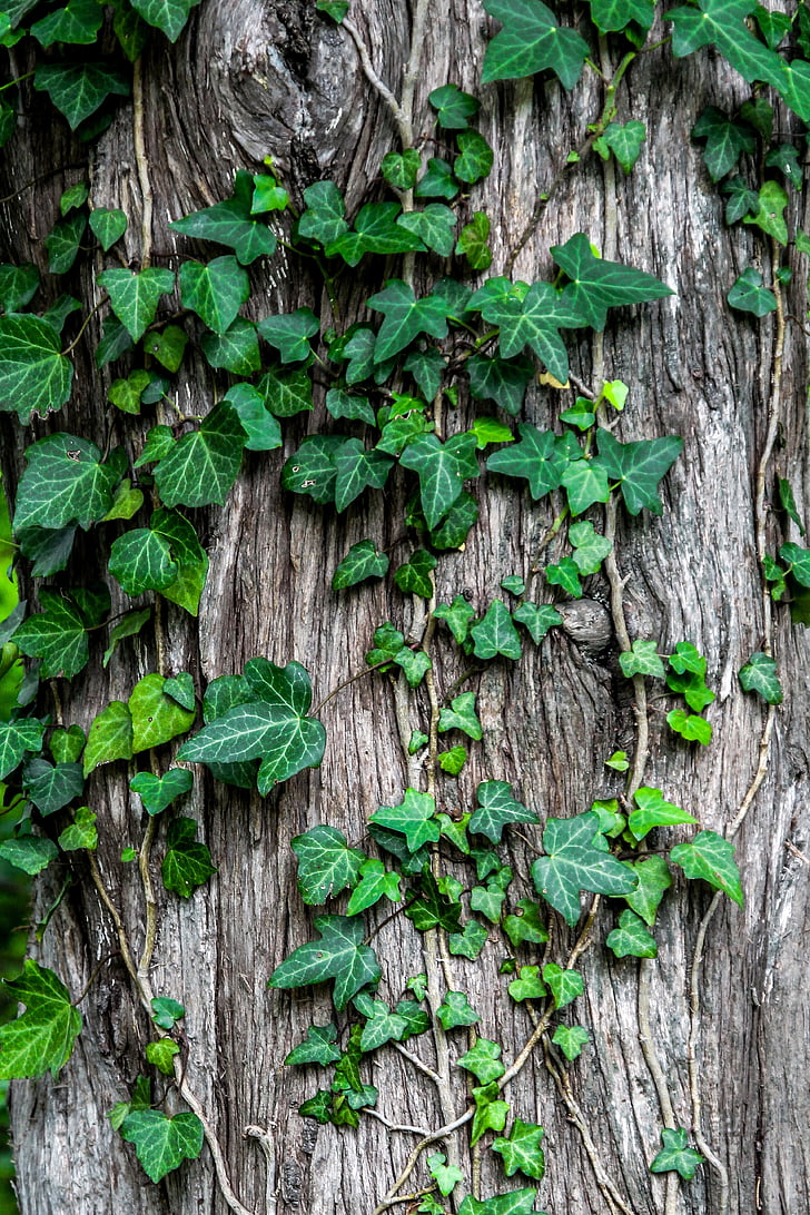 Ivy, tanaman, Creeper, Taman, kulit, pohon, batang