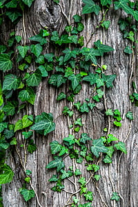 ivy, plant, creeper, garden, bark, tree, trunk