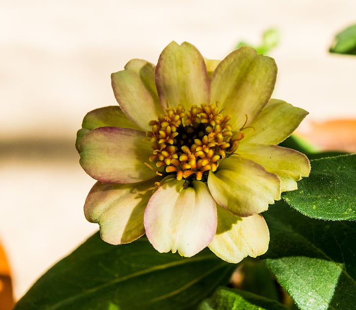 květ, květ, Bloom, bílá
