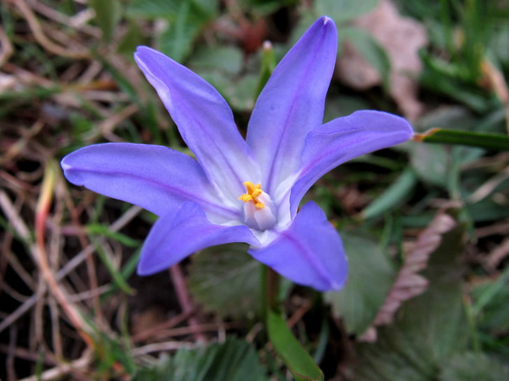 chionodoxa luciliae, ดาวสีฟ้า, ฤดูใบไม้ผลิ, scilla, โรงงานหน่อไม้ฝรั่ง, ดอกไม้, กลีบ