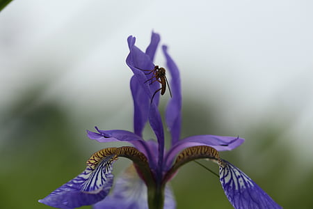 blomst, Iris, haven, blå