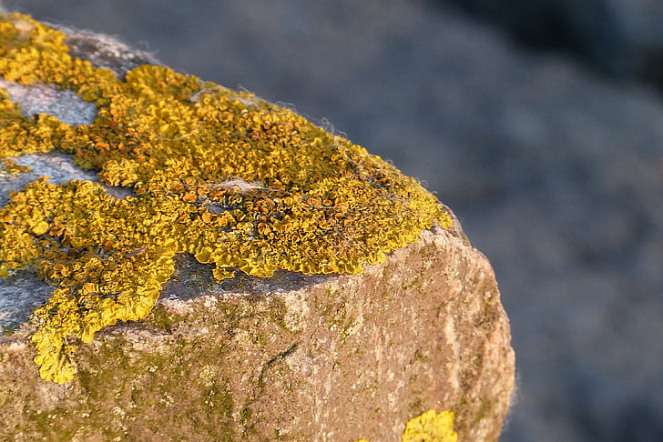 lichen, stone, north sea, wadden sea, yellow