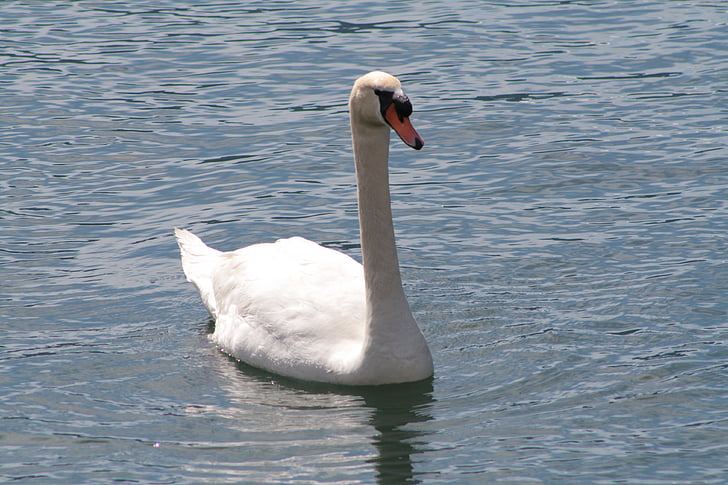 Swan, sjön, vatten, fågel, Riva, djur, naturen