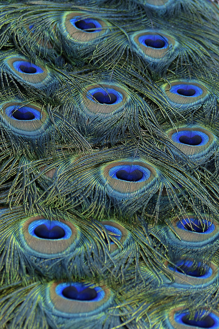 Peacock, veren, blauw, vogel, natuur, kleurrijke, patroon