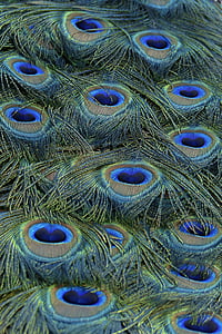 Peacock, höyhenet, sininen, lintu, Luonto, värikäs, Ohje