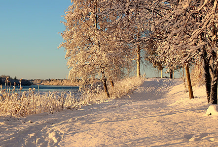 Finlandia, sentiero per pedoni, sentiero, strada, Lane, alberi, paesaggio