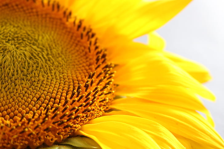 sunflower, yellow, macro, flower, summer, petal, fragility