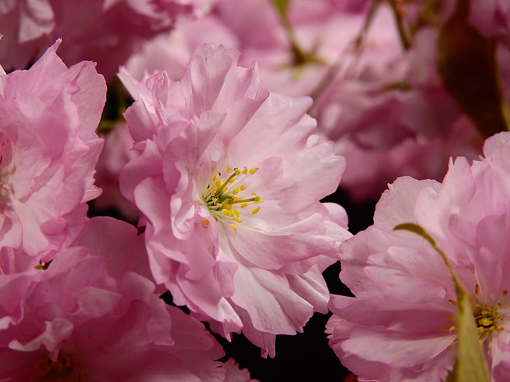 kukat, Bloom, vaaleanpunainen, kukka, puu, kasvi, kirsikka