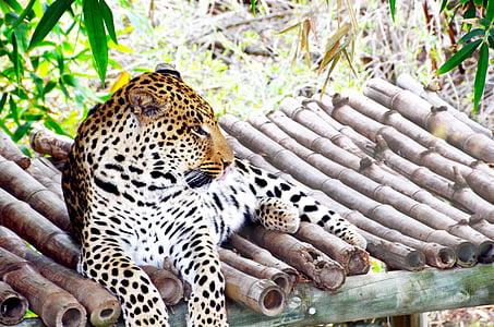 Леопард, Африка, Дикая кошка, проблемы, кошка, Дикое животное
