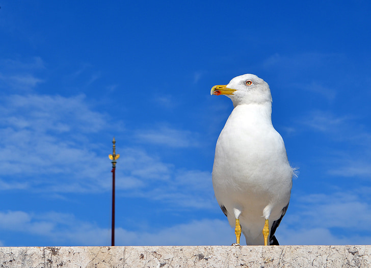 rome, summer, seagull