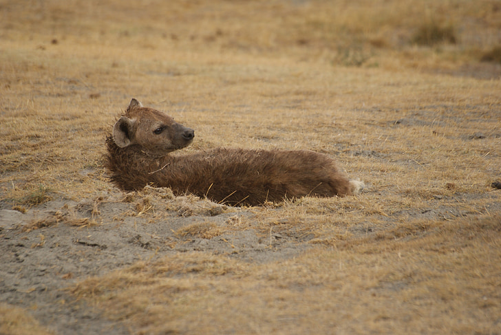 hyena, Ngorongoro, Safari