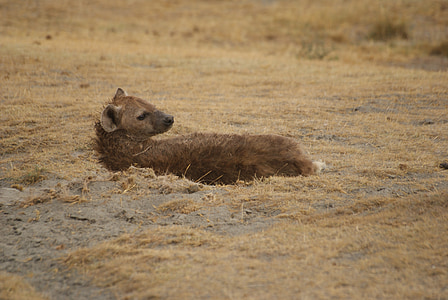 Hyäne, Ngorongoro, Safari