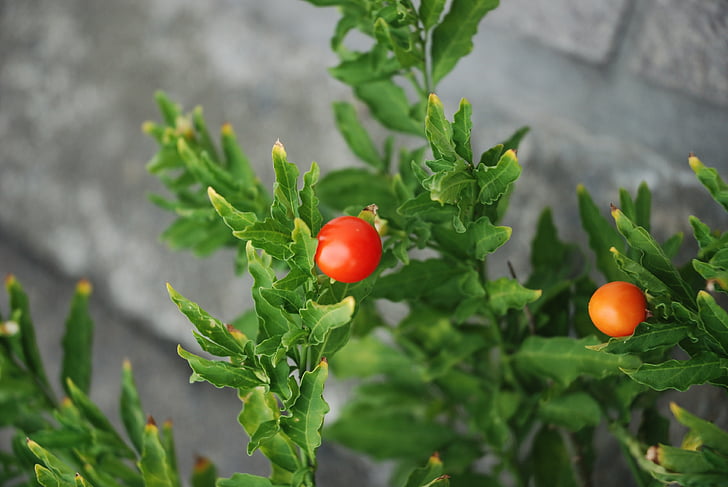 tomate, tomate pequeno, vegetal, jardim, tomate, comida, produtos hortícolas