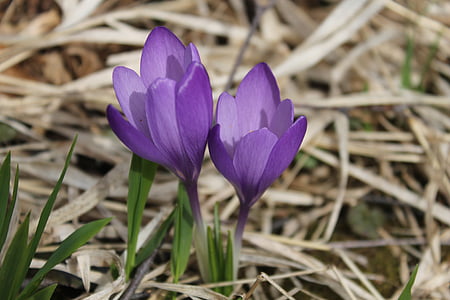 Krokus, Blume, Natur, Anlage, Flieder, violett