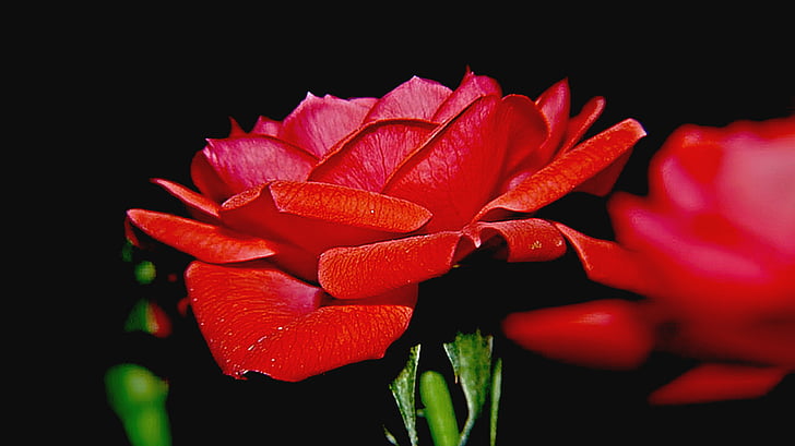 Rose, cvet, cvet, blizu, vijolična, rdečo vrtnico, cvet