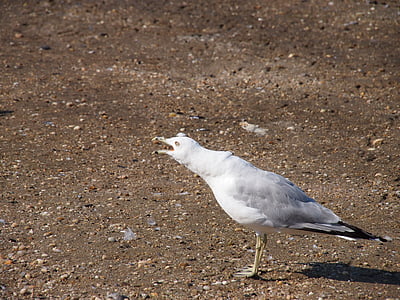 seagull, gull, bird, coast, nature, beach, seaside