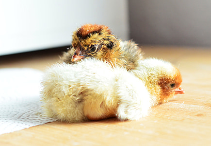 chicks, hatched, cute, fluff, fluffy, young animal, poultry