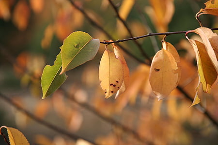 rudenį, lapai, Auksinis ruduo, Auksinis spalio